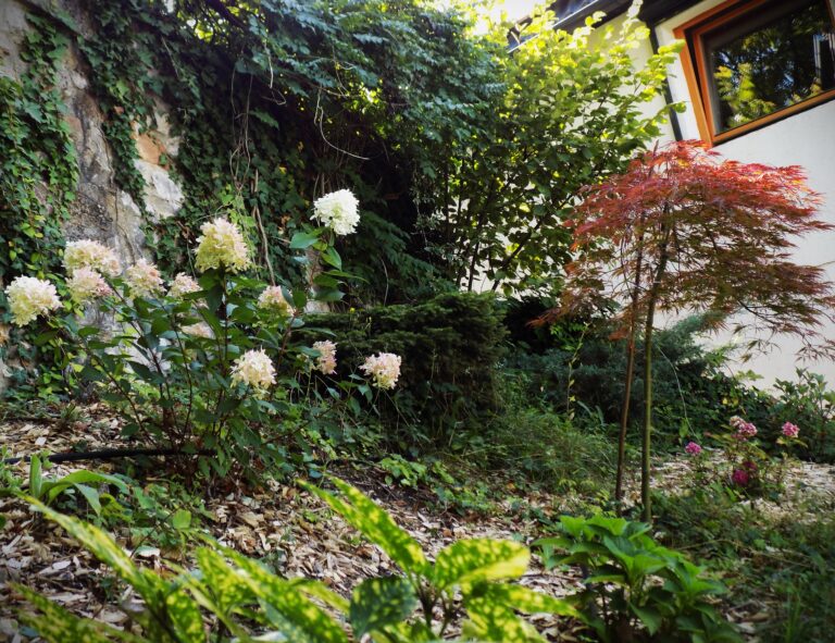 Photo of a garden in Nagymaros. Beautiful flowers