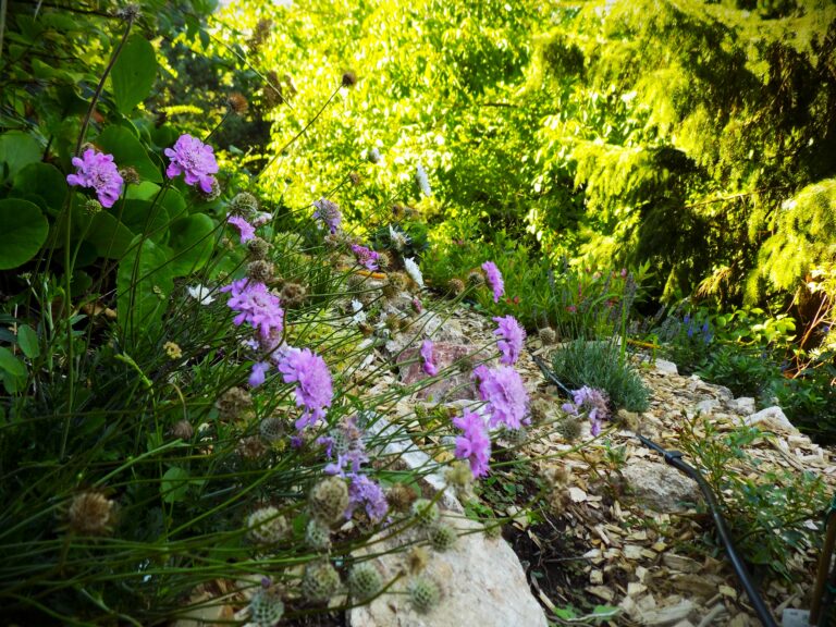 Photo of a garden in Nagymaros