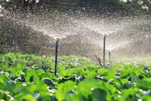irrigation-vegetables-into-sunset