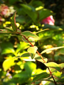 Photo of a garden in Nagymaros