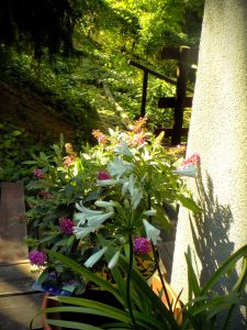 Photo of a garden in Nagymaros