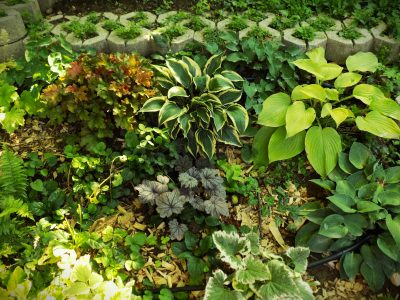 Photo of a garden in Nagymaros
