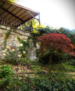 Photo of a garden in Nagymaros. Beautiful rep maple tree
