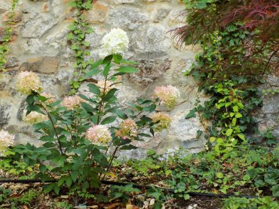 Photo of a garden in Nagymaros. Flowers and a stone wall