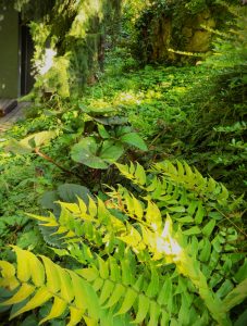 Photo of a garden in Nagymaros. Ferns