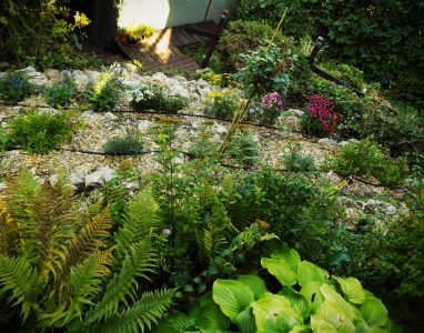 Photo of a garden in Nagymaros. Beautiful flowers