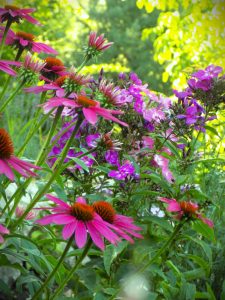 Photo of a garden in Nagymaros. Beautiful flowers