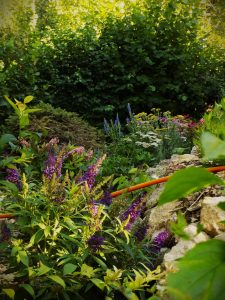 Photo of a garden in Nagymaros. Beautiful flowers