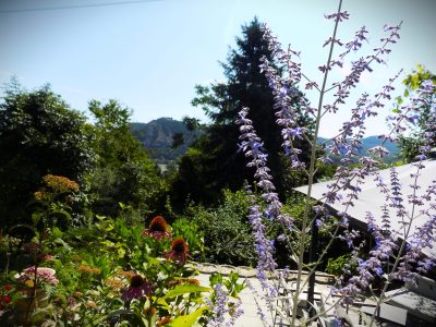 Photo of a garden in Nagymaros. Beautiful flowers
