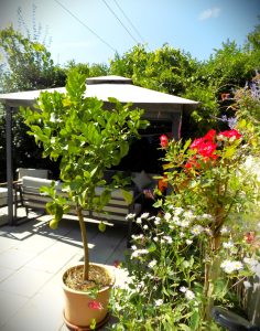 Photo of a garden in Nagymaros. Beautiful flowers
