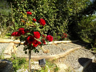 Photo of a garden in Nagymaros. Rosebush