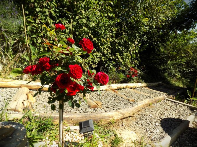 Photo of a garden in Nagymaros. Rosebush