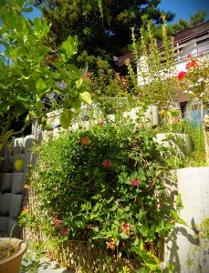 Photo of a garden in Nagymaros. Beautiful flowers
