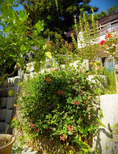 Photo of a garden in Nagymaros. Beautiful flowers