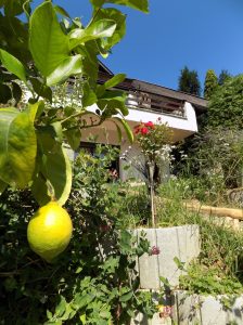Photo of a garden in Nagymaros. Beautiful flowers