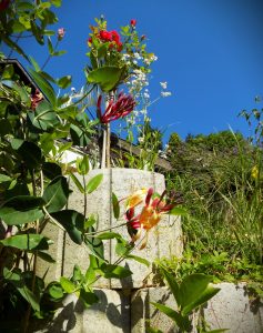 Photo of a garden in Nagymaros. Beautiful flowers