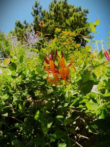 Photo of a garden in Nagymaros. Beautiful flowers