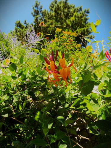 Photo of a garden in Nagymaros. Beautiful flowers