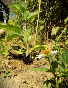 Photo of a garden in Nagymaros. Beautiful flowers