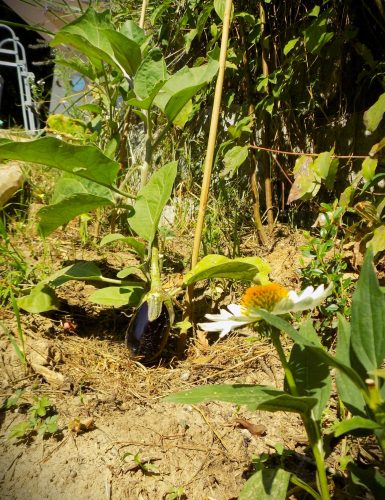 Photo of a garden in Nagymaros. Beautiful flowers