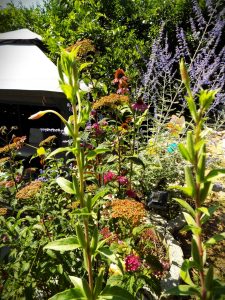 Photo of a garden in Nagymaros. Beautiful flowers