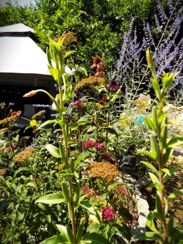 Photo of a garden in Nagymaros. Beautiful flowers